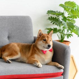 Best Pet-Friendly Furniture That Combines Style and Practicality