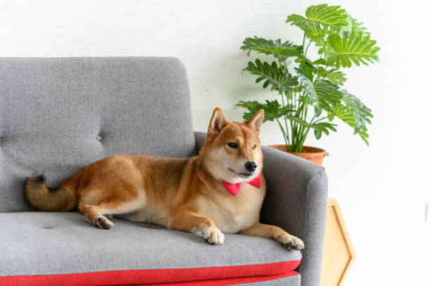 Best Pet-Friendly Furniture That Combines Style and Practicality