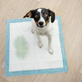 Durable Flooring Options for Pets to Withstand Everyday Wear and Tear