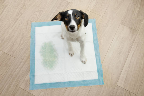 Durable Flooring Options for Pets to Withstand Everyday Wear and Tear