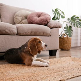 Pet-Friendly Rugs and Carpets That Are Stylish and Easy to Maintain