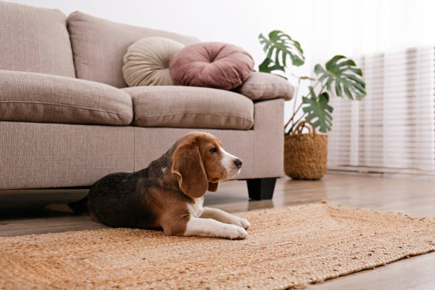 Pet-Friendly Rugs and Carpets That Are Stylish and Easy to Maintain