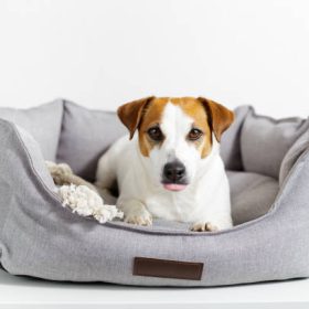 Pet-Friendly Home Design Ideas: Creating a Comfortable and Safe Environment for Your Pets