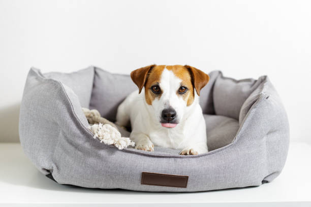 Pet-Friendly Home Design Ideas: Creating a Comfortable and Safe Environment for Your Pets