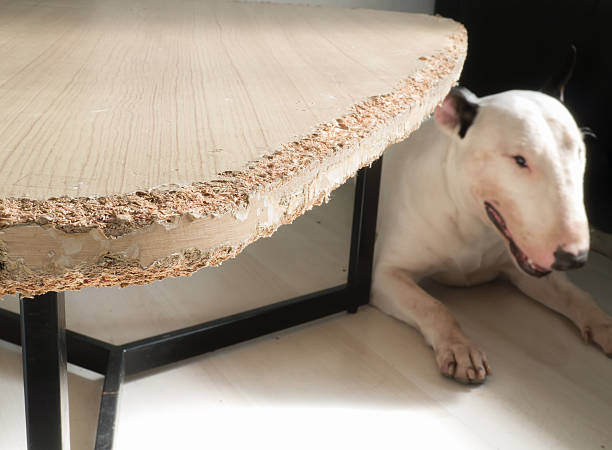 Scratch-Resistant Furniture for Pets to Protect Your Home and Keep It Looking New